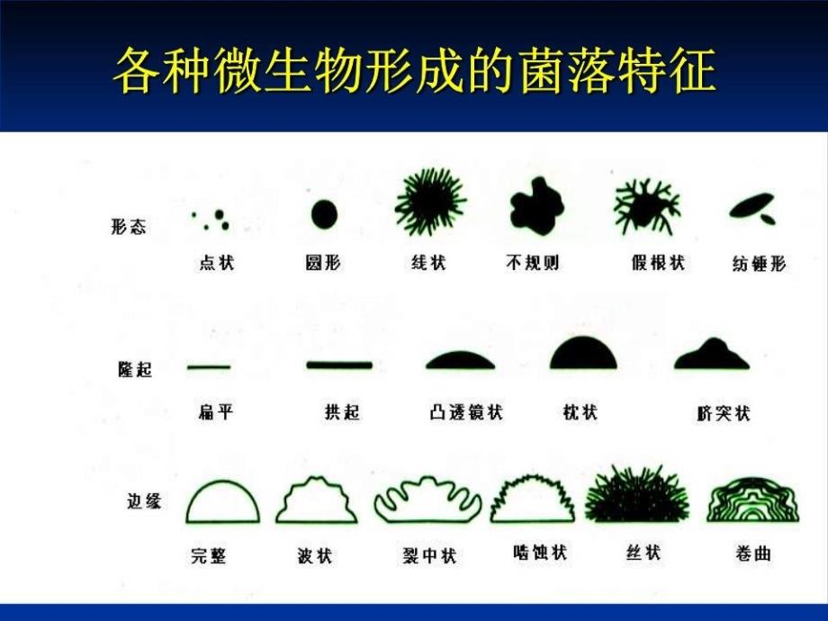 微生物的分类鉴定.ppt_第4页