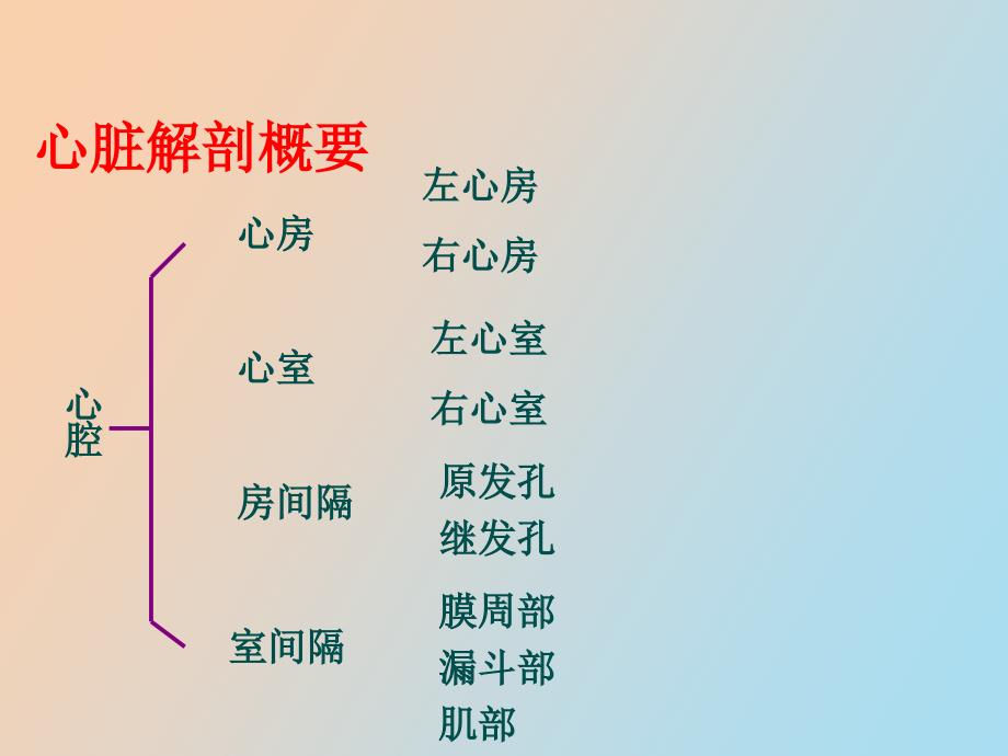 心脏解剖及超声心动图检查方法+心功能测定_第3页