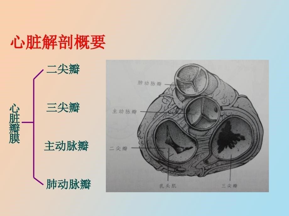 心脏解剖及超声心动图检查方法+心功能测定_第5页