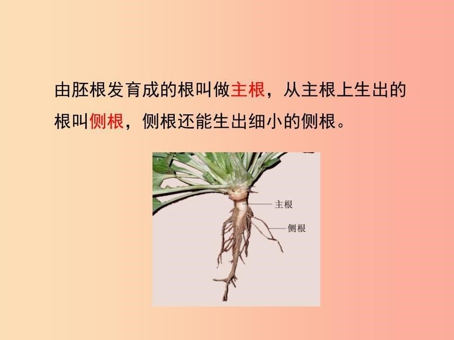 八年级生物上册 4.1.5《根的结构与功能》课件 （新版）济南版.ppt_第5页