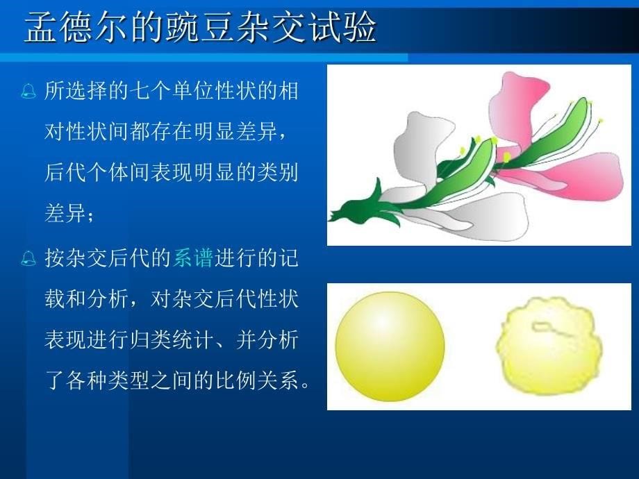 医学遗传学第三章第一节分离规律_第5页