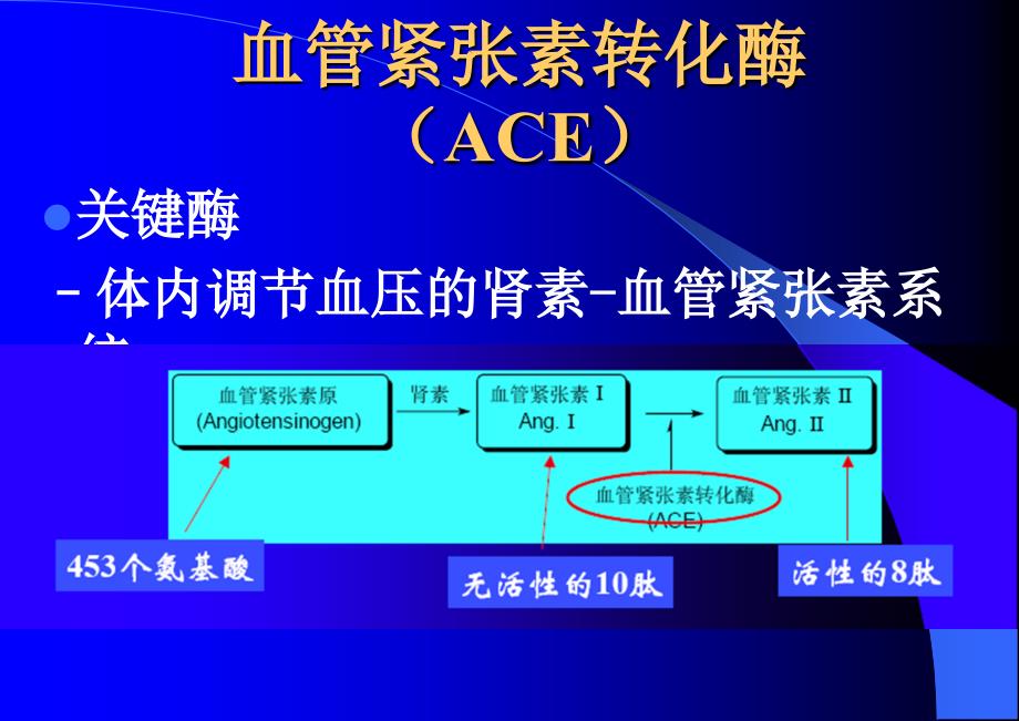 血管紧张素转化酶抑制剂与血管紧张素II受体拮抗剂课件_第4页