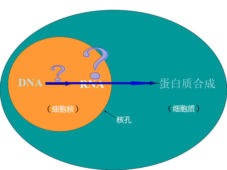 xiaofang第一节基因知道蛋白质的合成.ppt_第3页