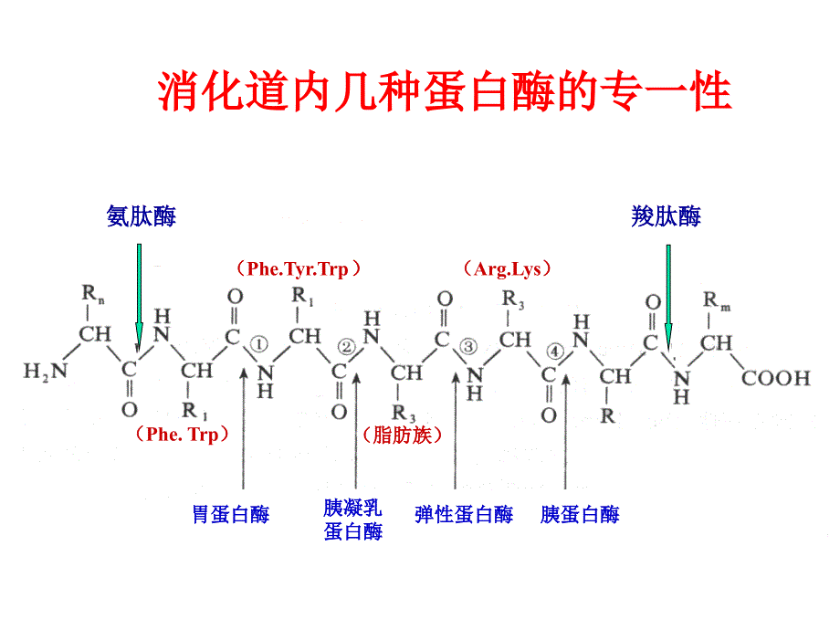 蛋白质的酶促降解和氨基酸代谢_第3页