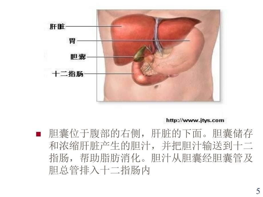 胆囊结石诊疗现状课件_第5页