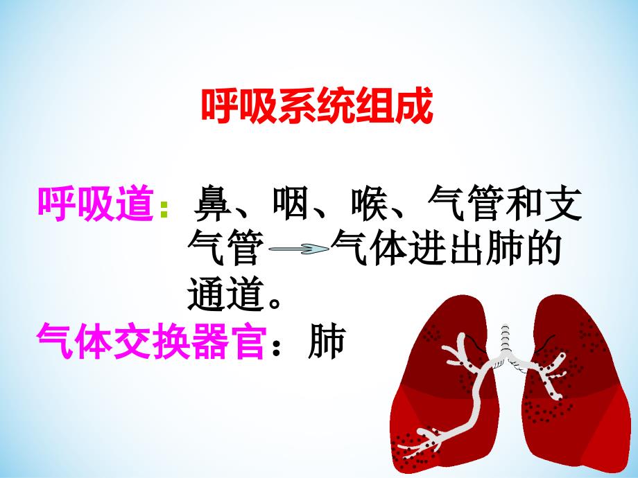 呼吸系统生理解剖_第2页