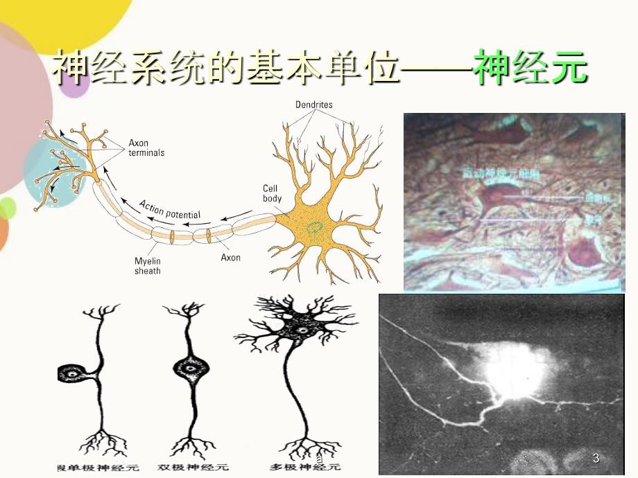 无脊椎动物神经系统的演化与发展_第3页