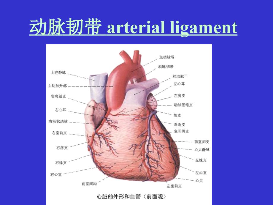 系统解剖学课件：动脉_第4页