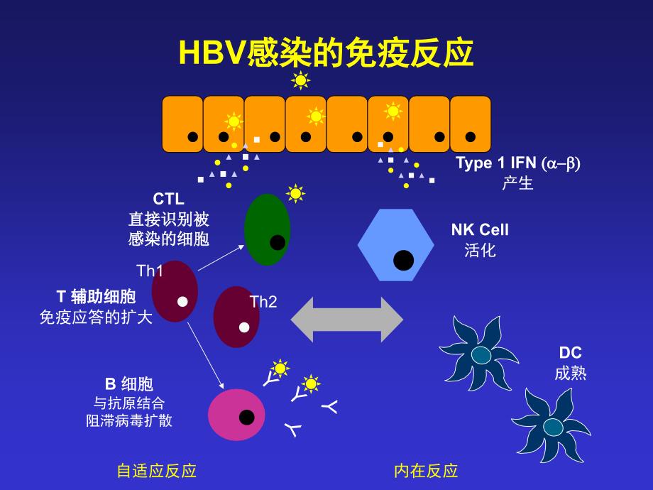 治疗乙肝病毒感染持续缓解机制是免疫调控_第4页