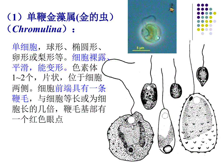 水生化学金藻门黄藻门_第2页