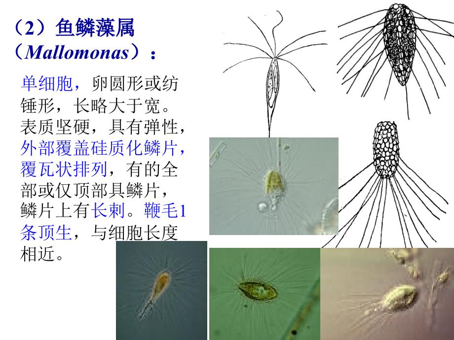 水生化学金藻门黄藻门_第3页