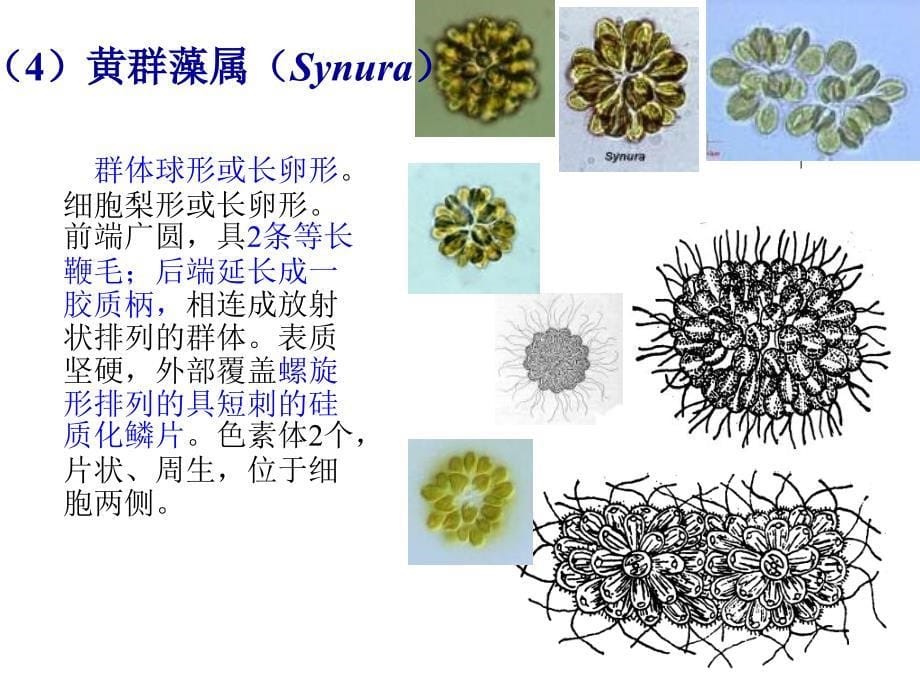 水生化学金藻门黄藻门_第5页