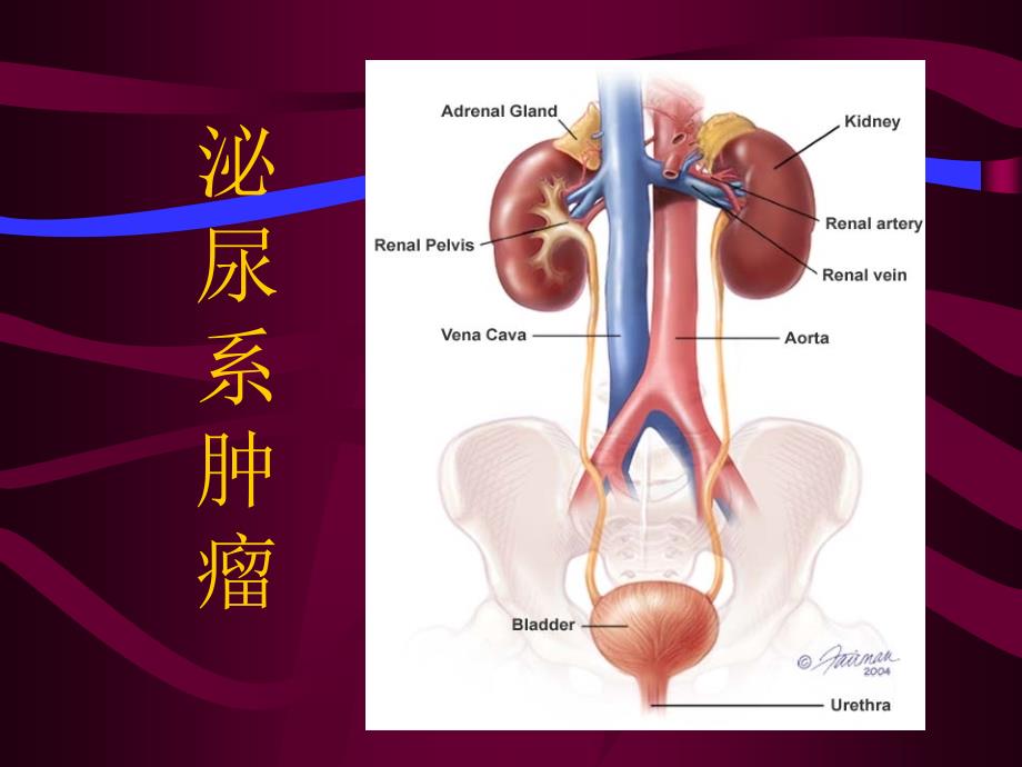 泌尿男生殖系肿瘤及其它疾病_第3页