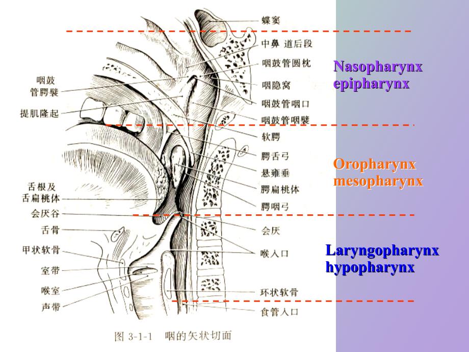 咽喉解剖生理_第4页