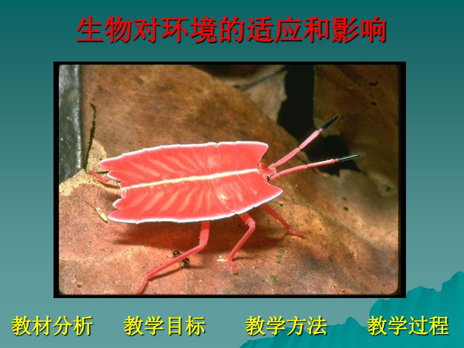 生物对环境的适应和影响朱武光_第2页