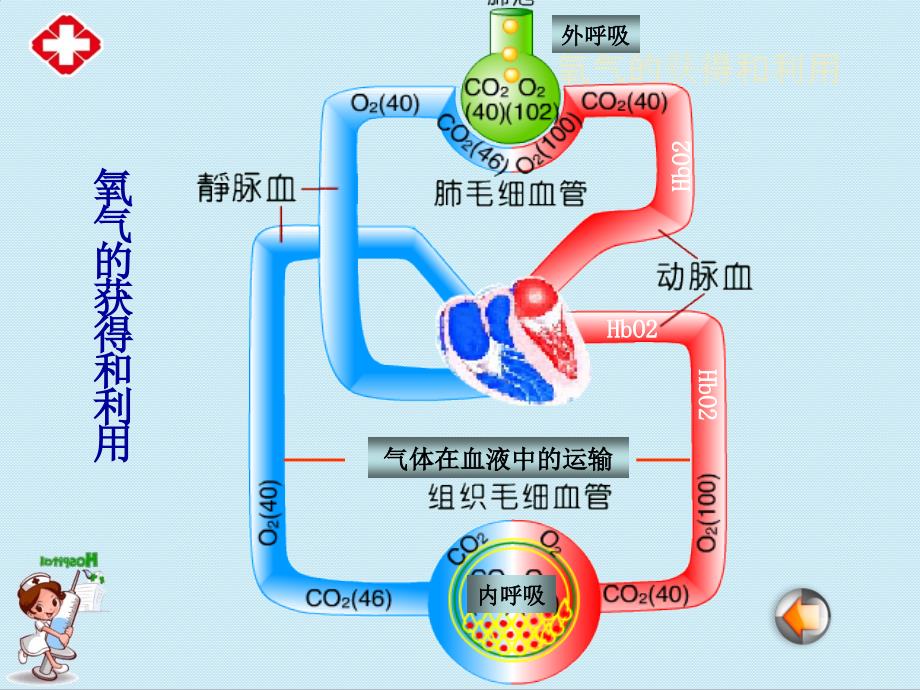 《病理生理学缺氧》ppt.ppt_第3页