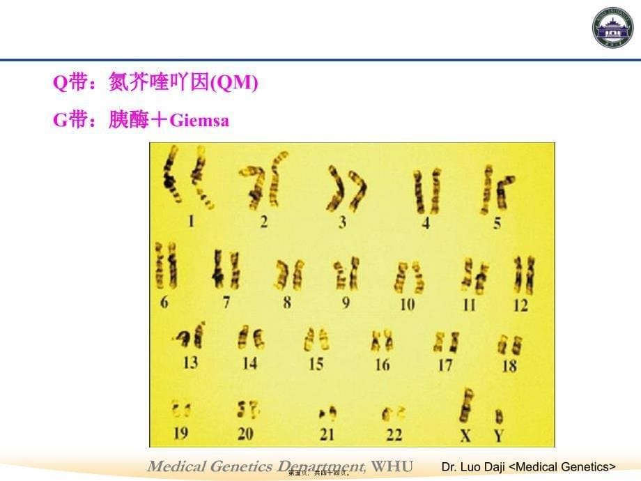 第六节-染色体病课件_第5页