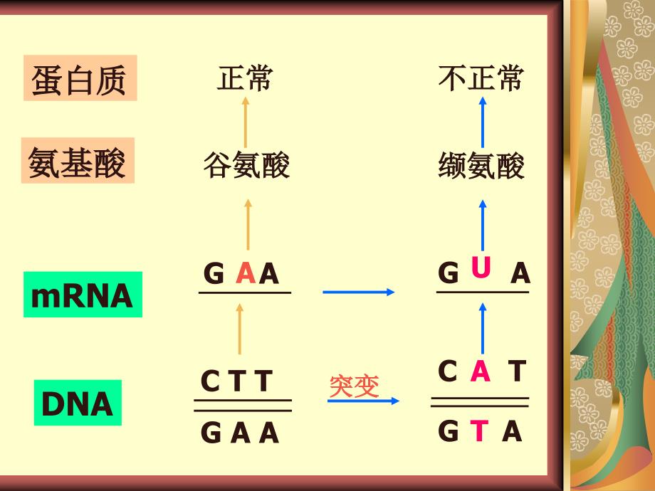 高中生物必修2基因突变基因重组课件.ppt_第3页