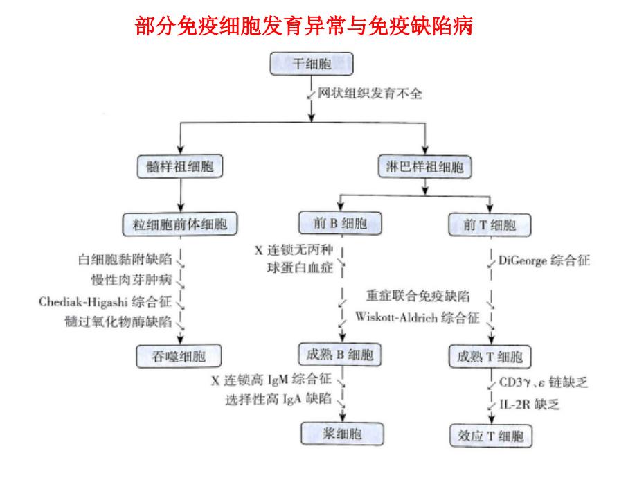 《医学免疫学教学资料》免疫缺陷病_第3页