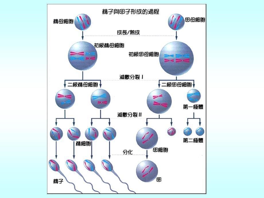 3.1体内受精和早期胚胎发育huang_第5页