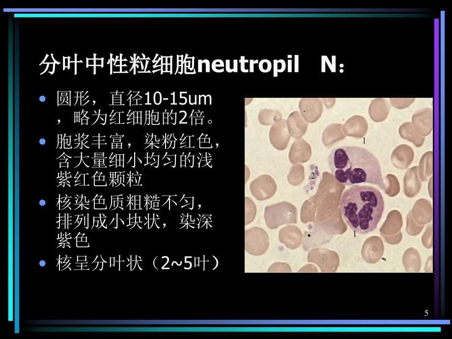 血液白细胞检验的形态特点ppt课件_第5页