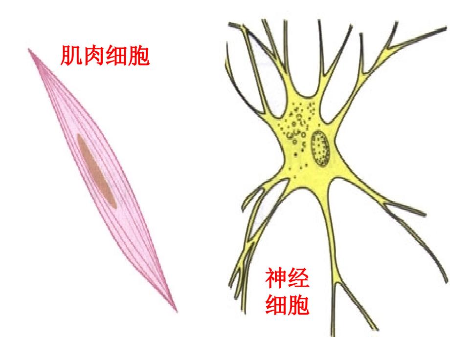 七上二单一章三节2_第4页