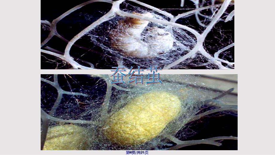 5蚕的生命周期实用教案_第4页