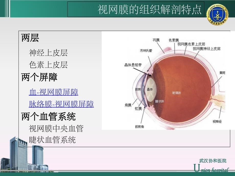 视网膜动脉阻塞的急救与护理修改.ppt_第5页