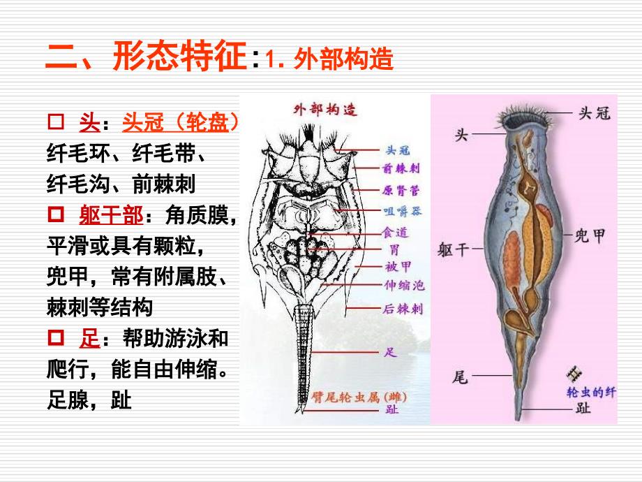 水生生物学第十二章轮虫动物_第3页