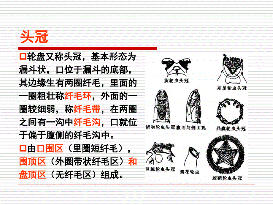 水生生物学第十二章轮虫动物_第4页