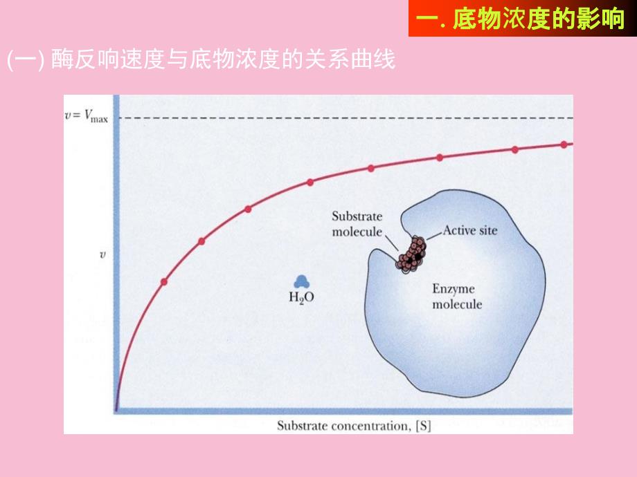 酶动力学及影响酶反应速度的因素ppt课件_第2页