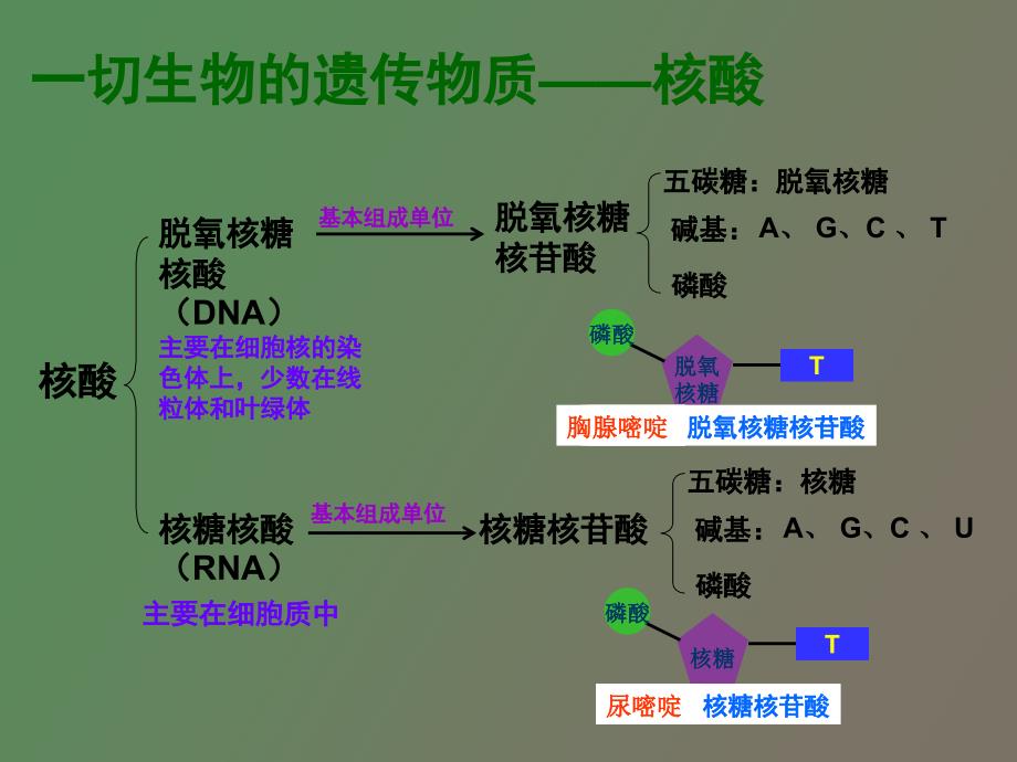 遗传信息的携带者核酸_第2页