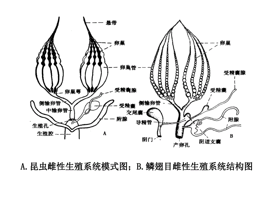 昆虫的生殖系统_第2页