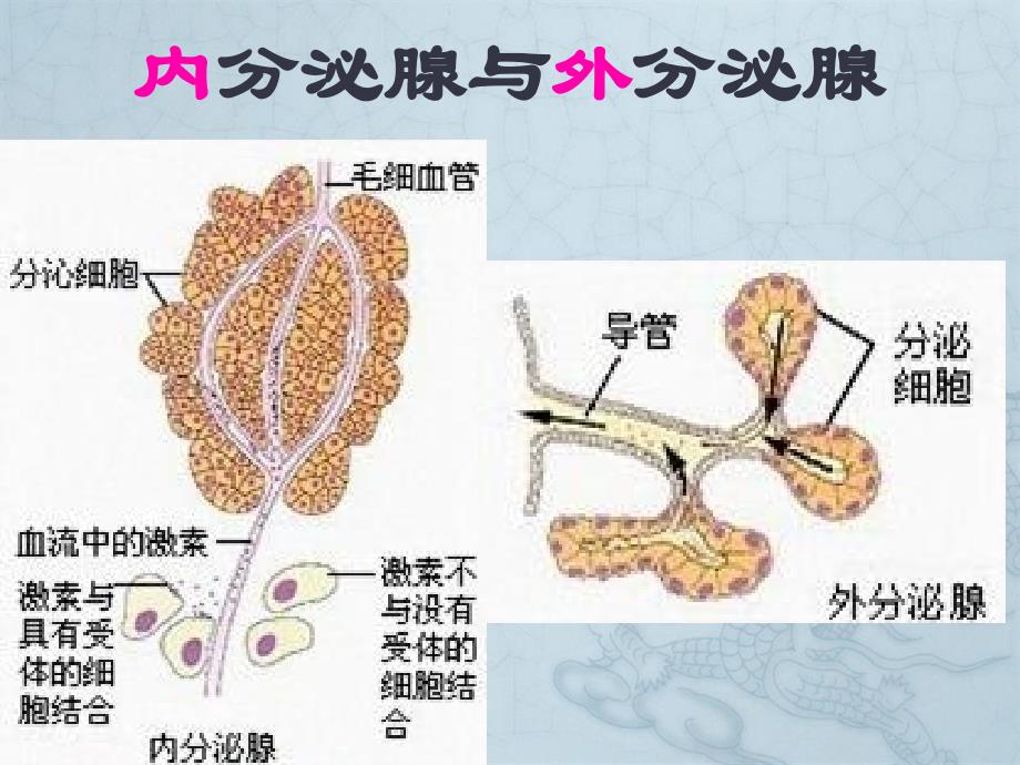 最新gg第6章第4节发生在肺内的气体交换七年级下册课件文档_第3页