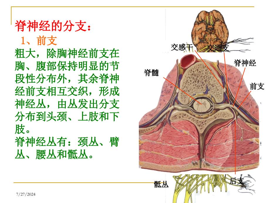 腰脊神经后支痛课件_第4页