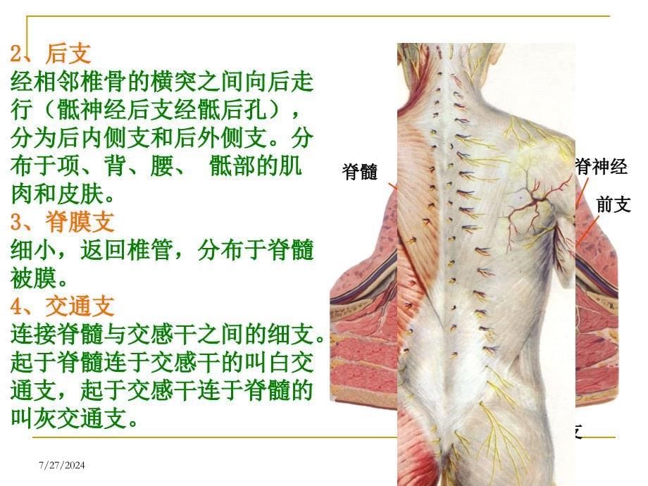 腰脊神经后支痛课件_第5页