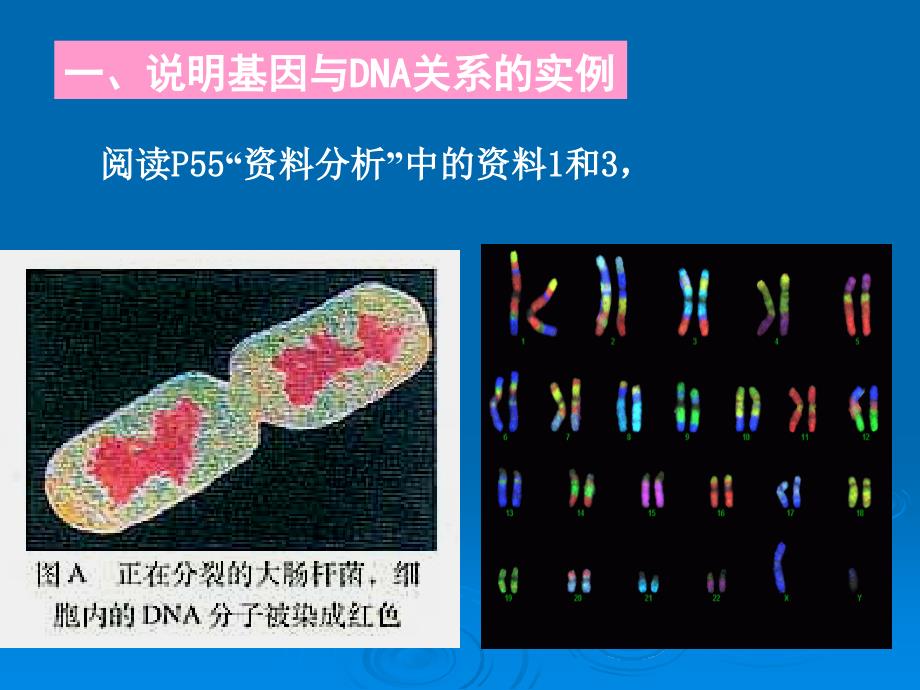 基因是有遗传效应的dna片段好_第4页