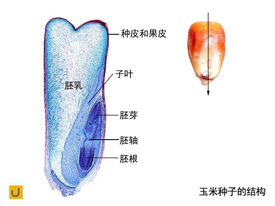 第三单元第一章第二节种子植物_第4页