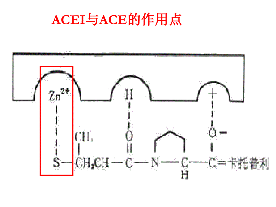 地二十三章肾素血管紧张素_第4页