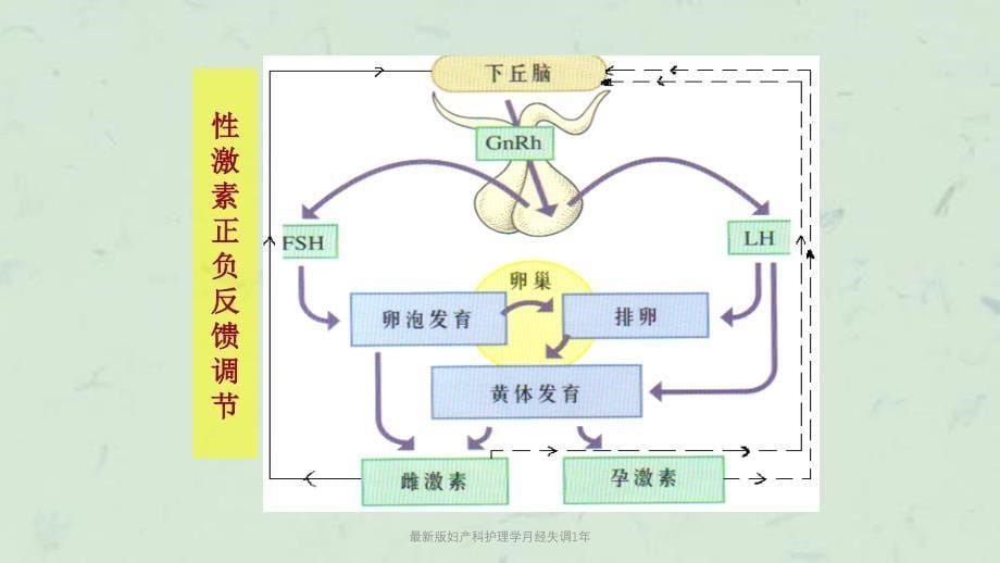 最新版妇产科护理学月经失调1年课件_第5页