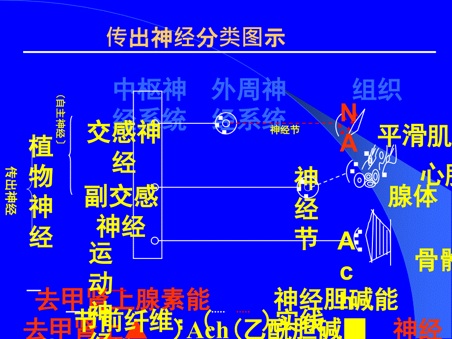 肾上腺素能受体作用药ppt课件_第3页