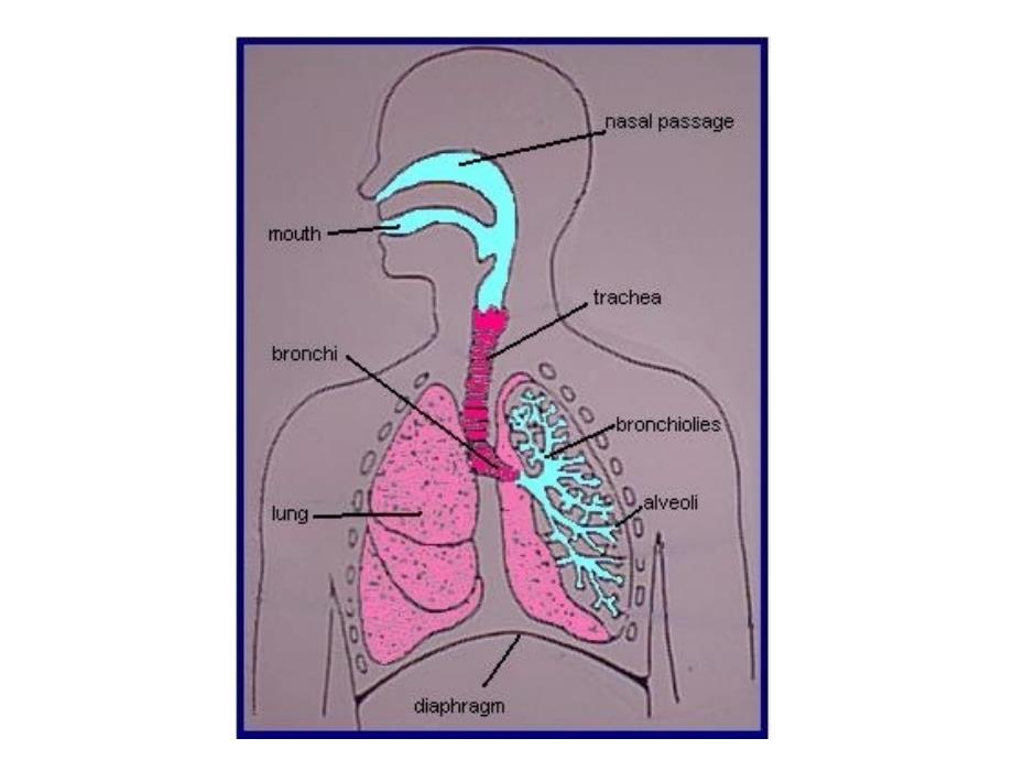 医学教学课件：The Lung_第3页