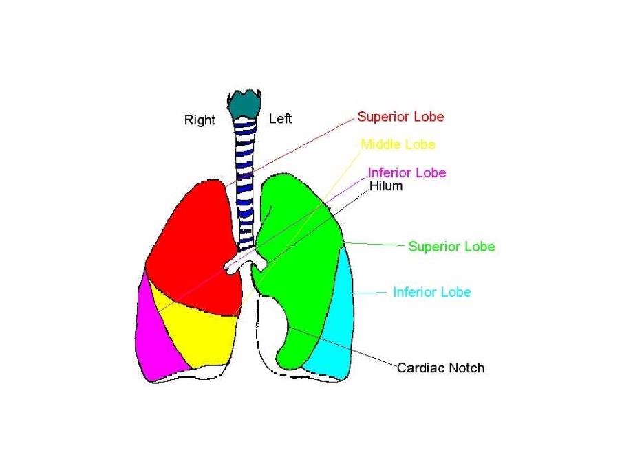 医学教学课件：The Lung_第4页