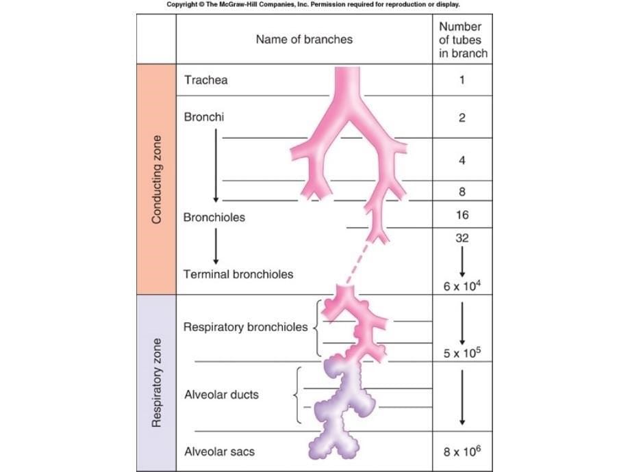 医学教学课件：The Lung_第5页