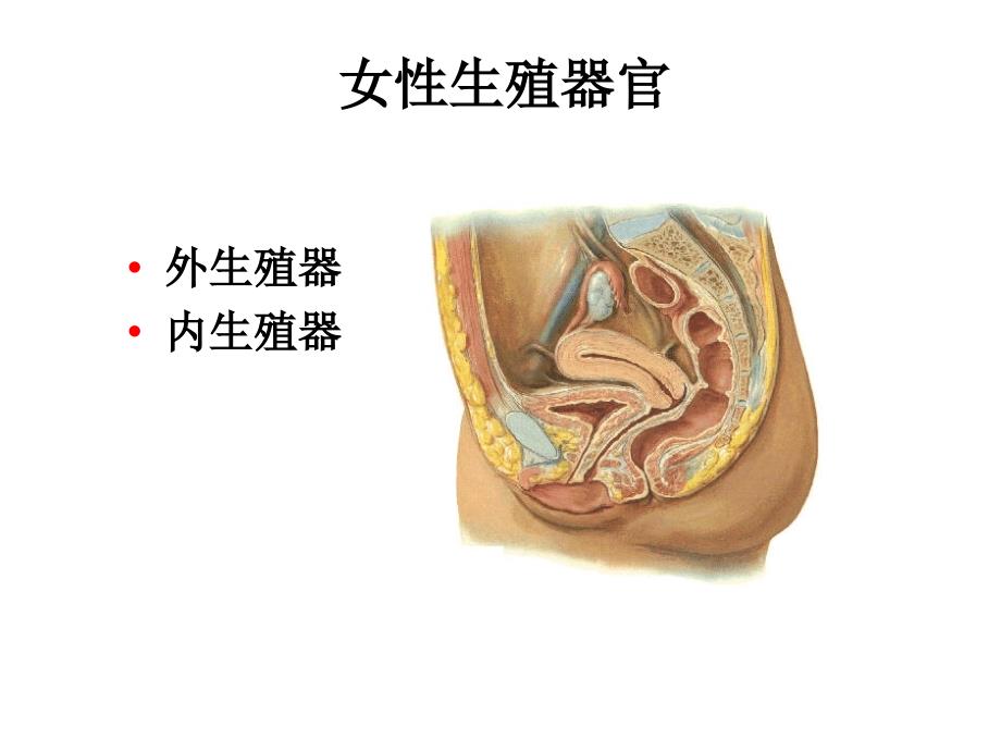 女性解剖生理1_第2页