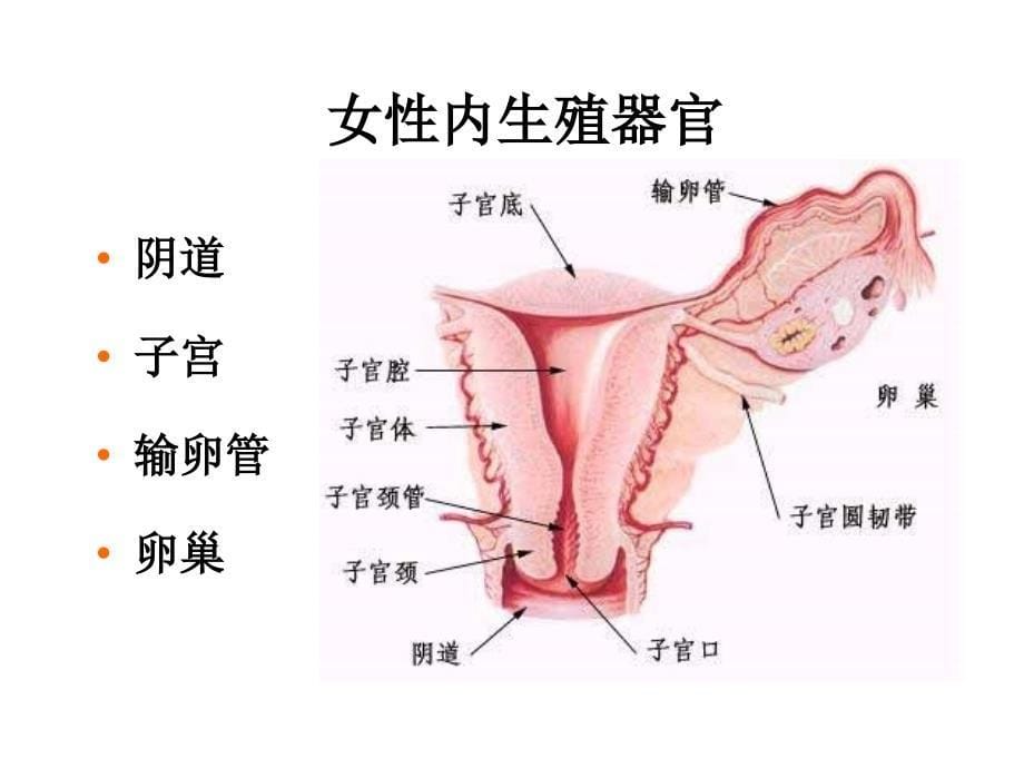 女性解剖生理1_第5页