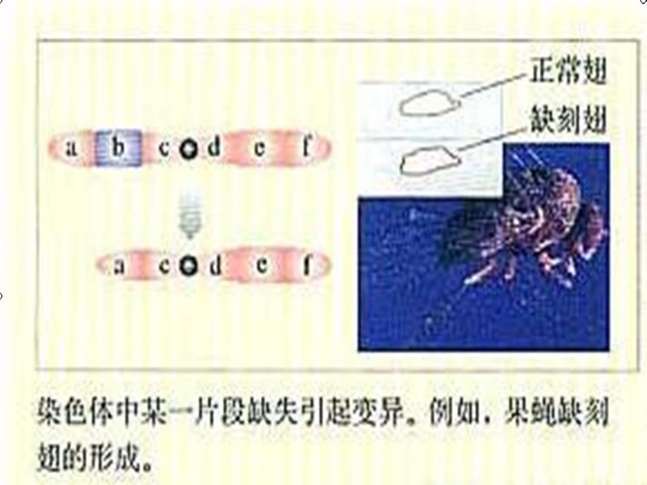 《染色体结构变异》PPT课件.ppt_第3页