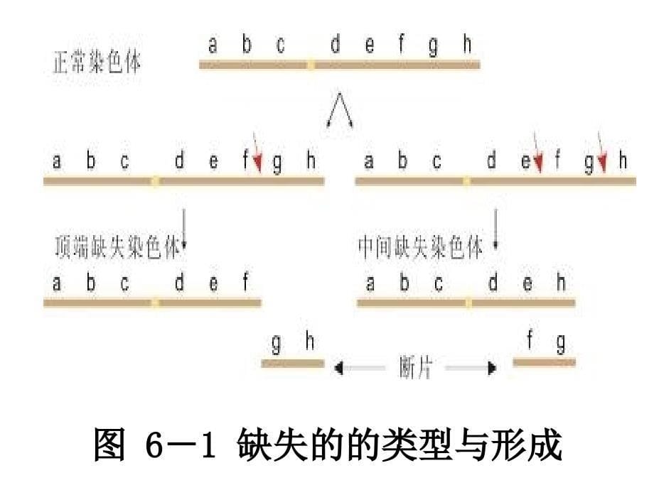 《染色体结构变异》PPT课件.ppt_第5页