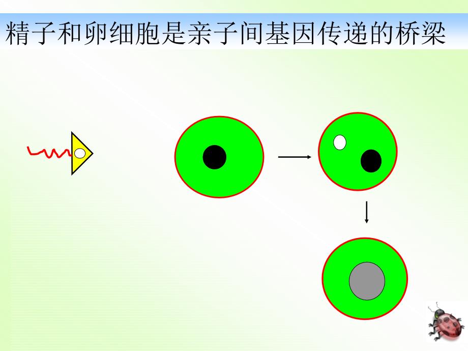 基因亲子代间的传递 (2)_第3页