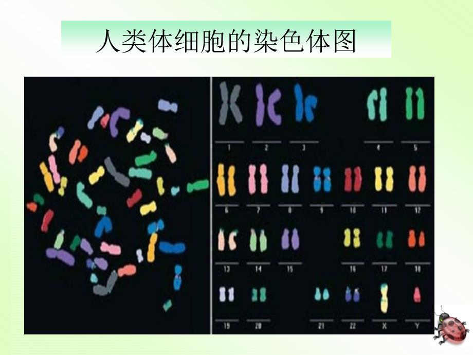 基因亲子代间的传递 (2)_第4页